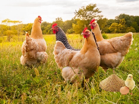 In der Tierfutterindustrie<br>Produktion von Hühnerfutter